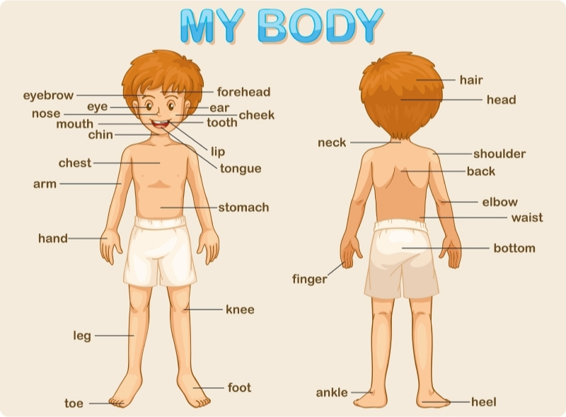 Las partes del cuerpo humano en inglés